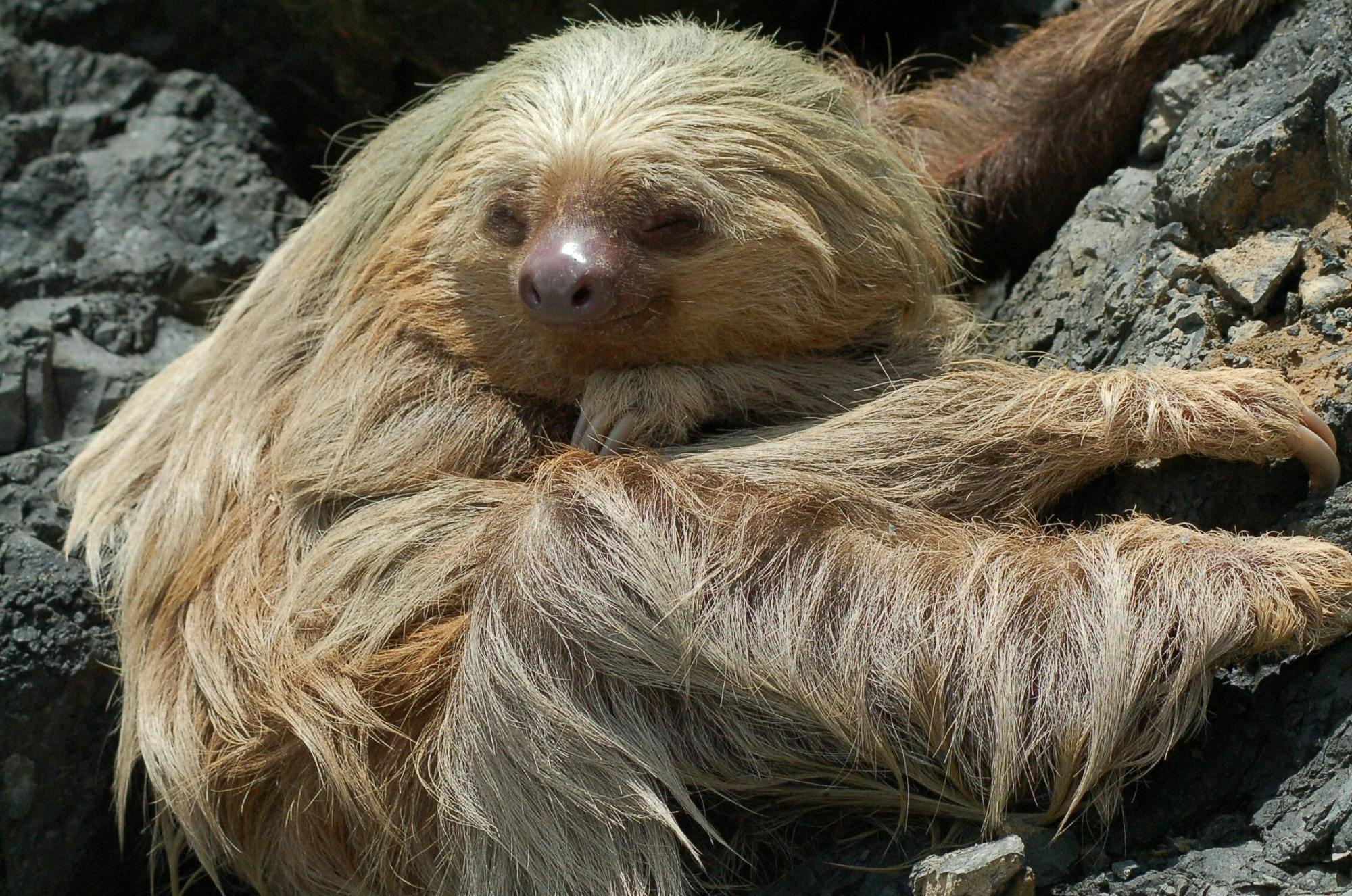 Manuel Antonio National Park Tour