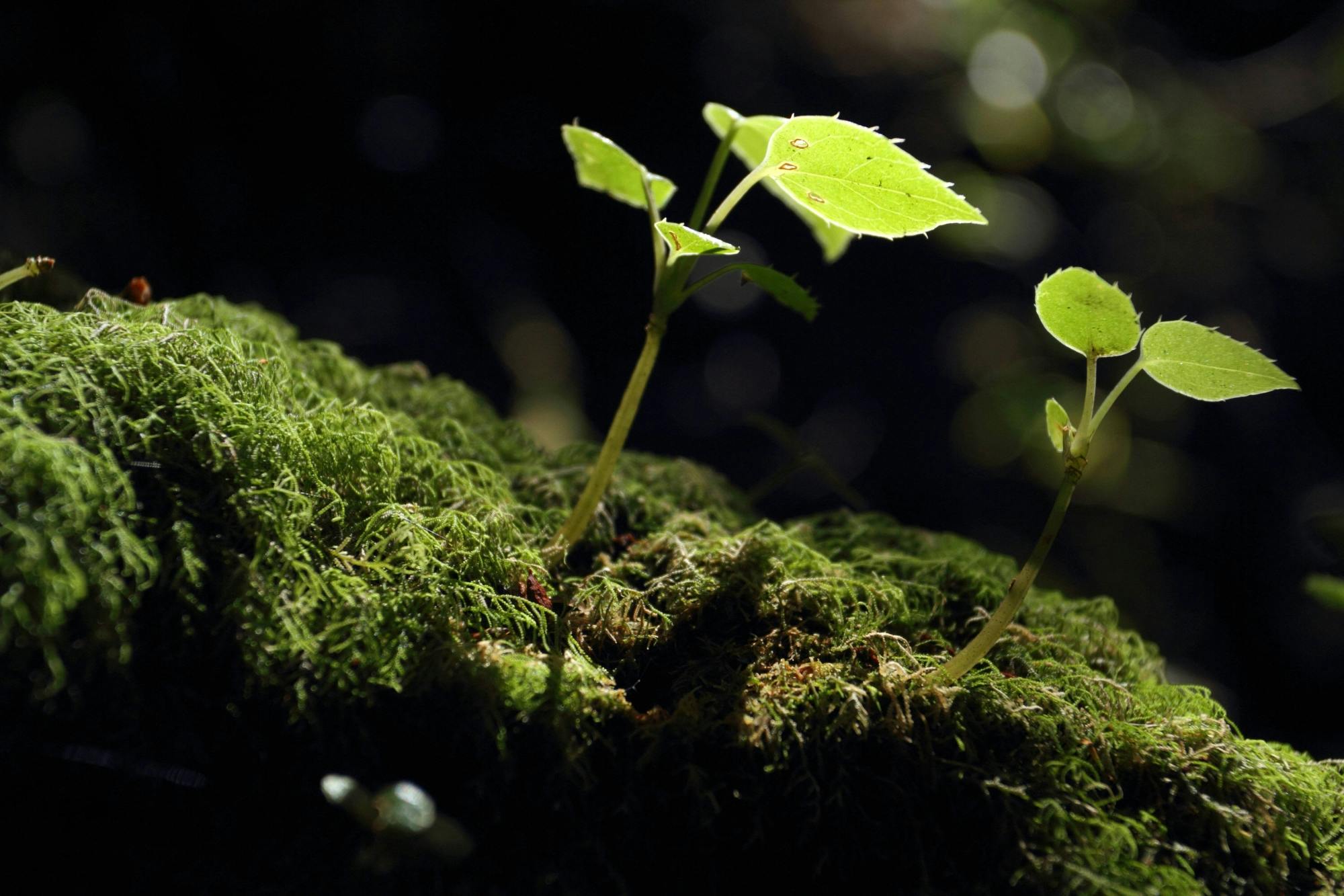 La Tigra Forest Tree Planting and Agroecological Farm Tour