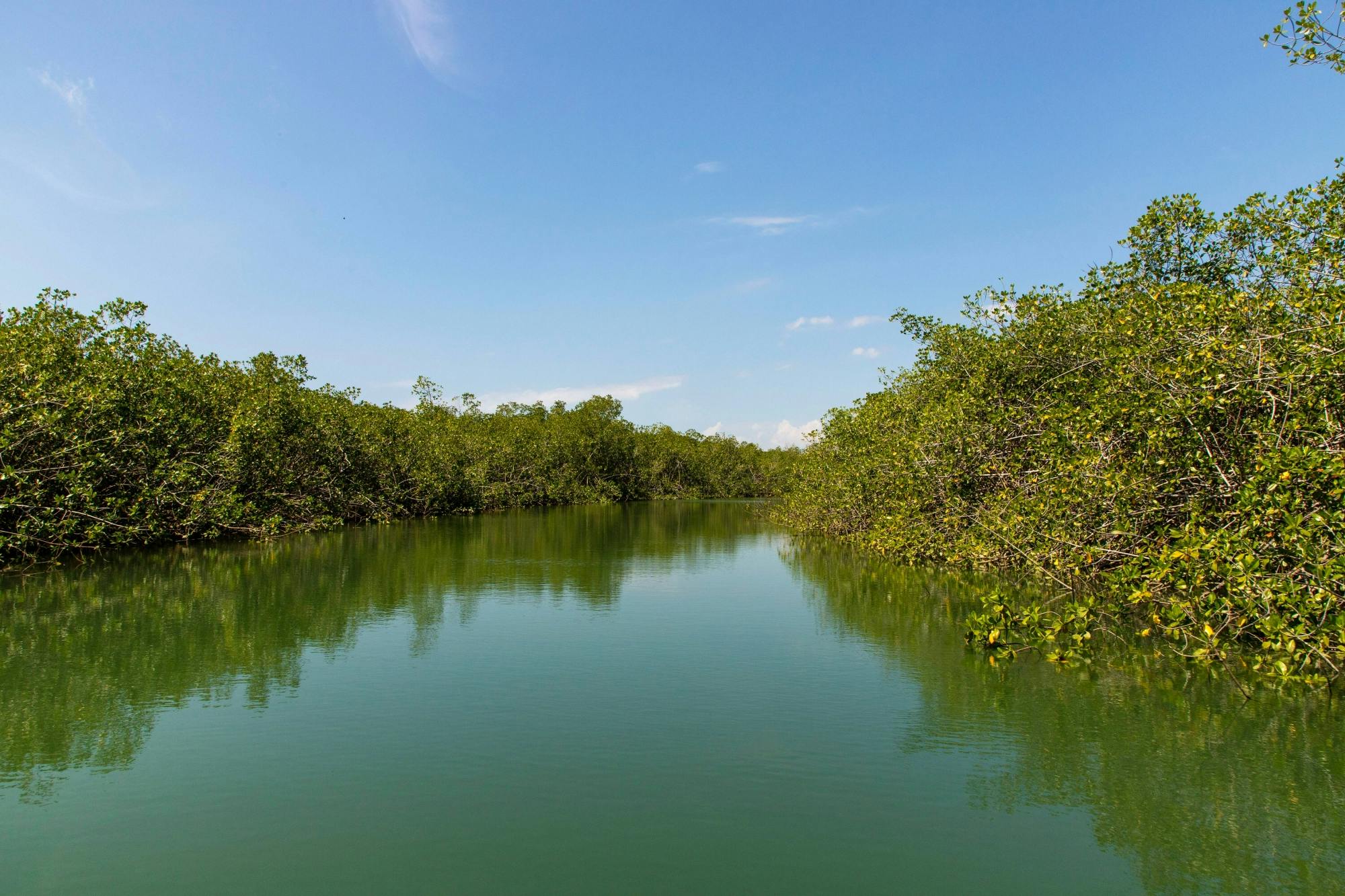 Damas Island Boat Tour