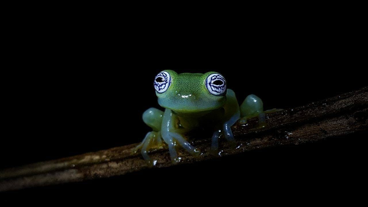 Costa Rican nocturnal experience with traditional dinner