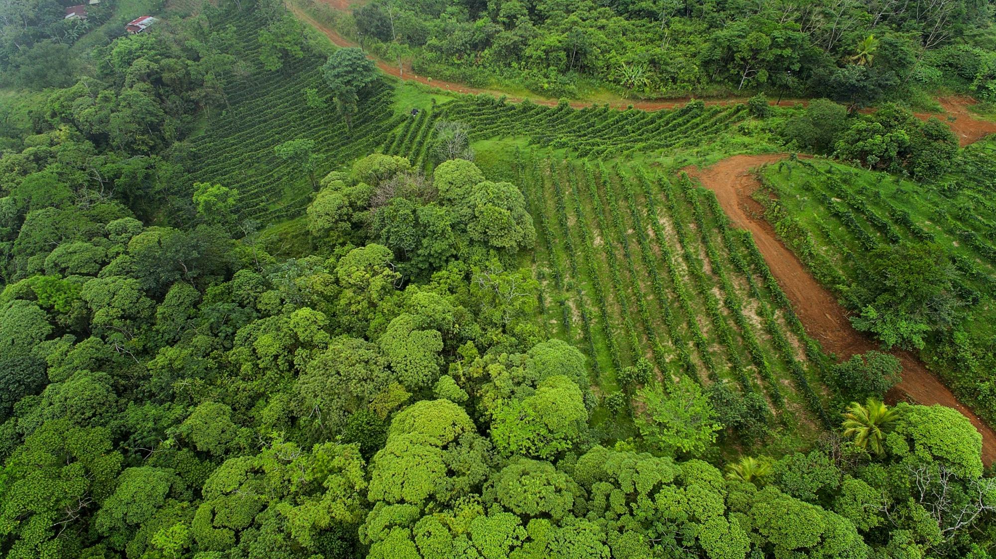 La Tigra Forest Tree Planting and Agroecological Farm Tour