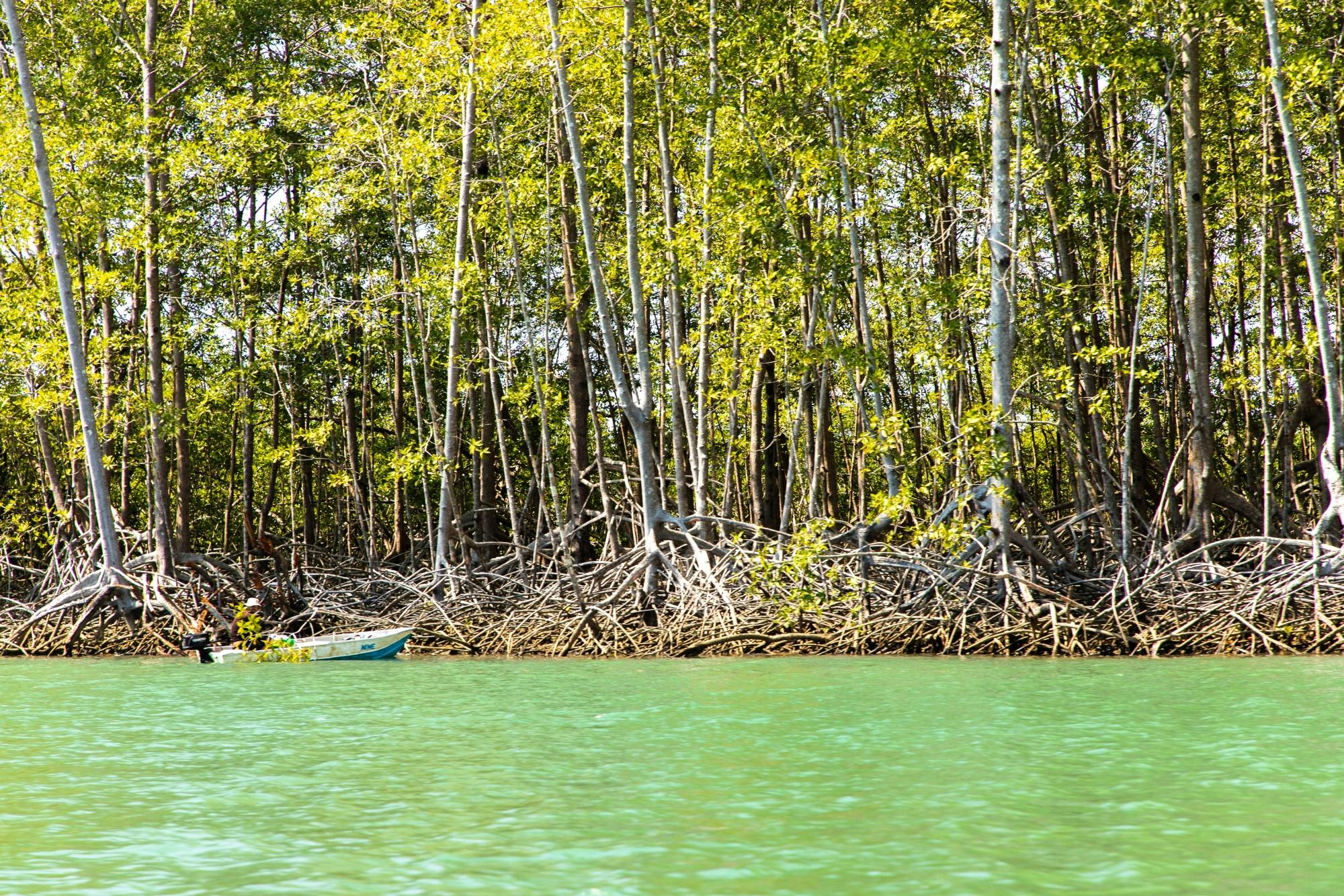 Damas Island Kayak Tour