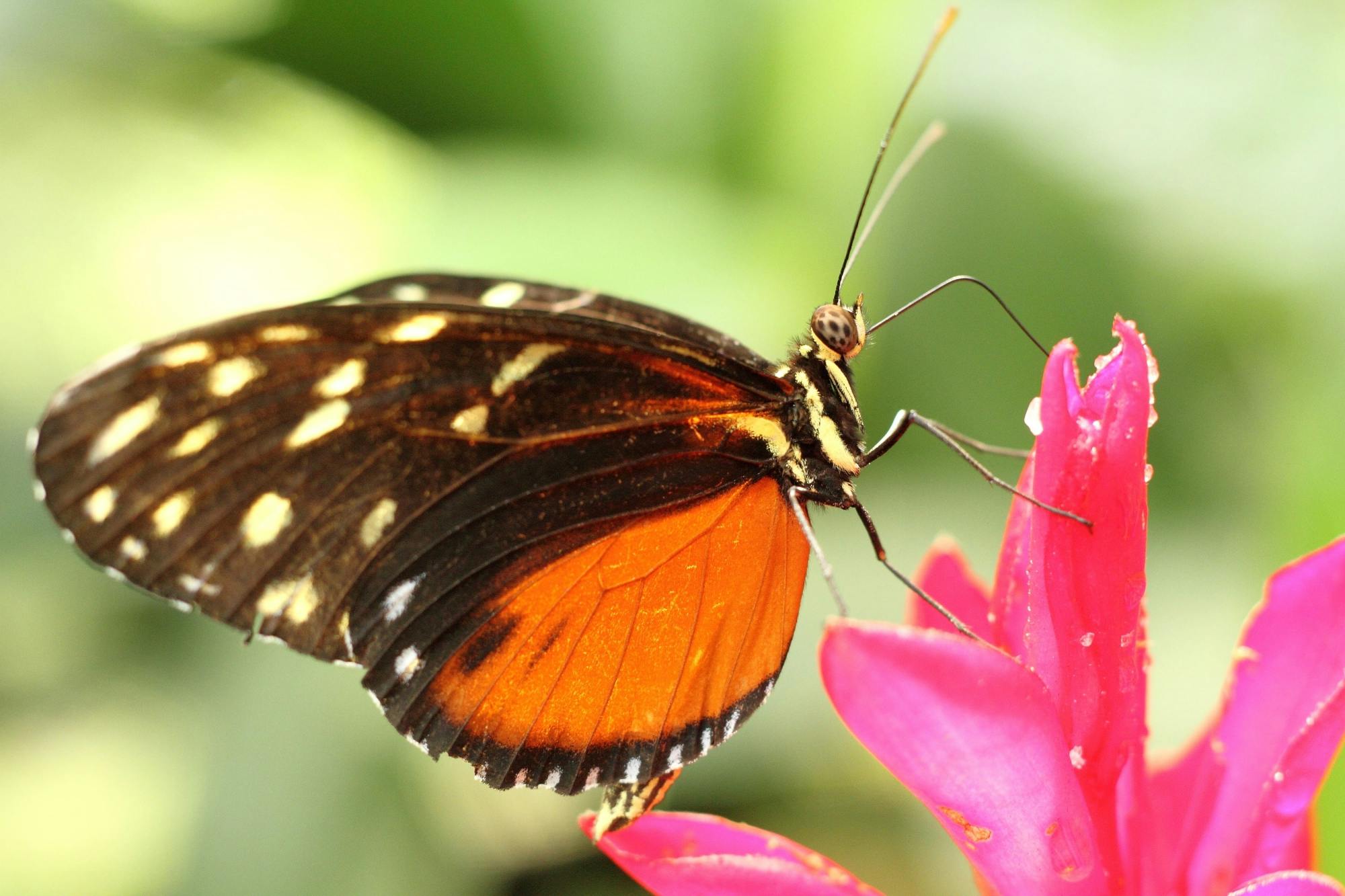 Ecological Park and Butterfly Garden Danaus Morning