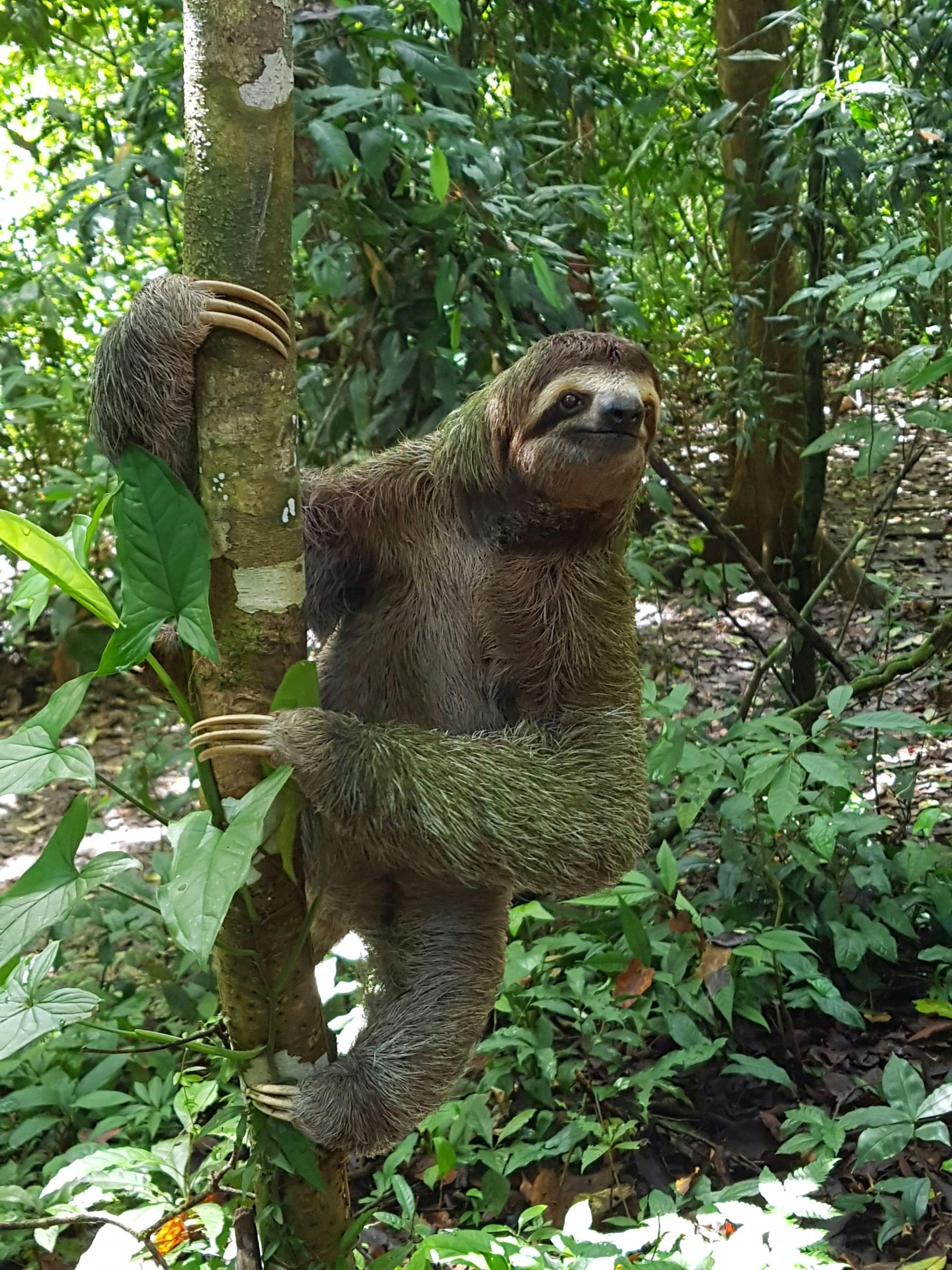 Titi Canopy Tour