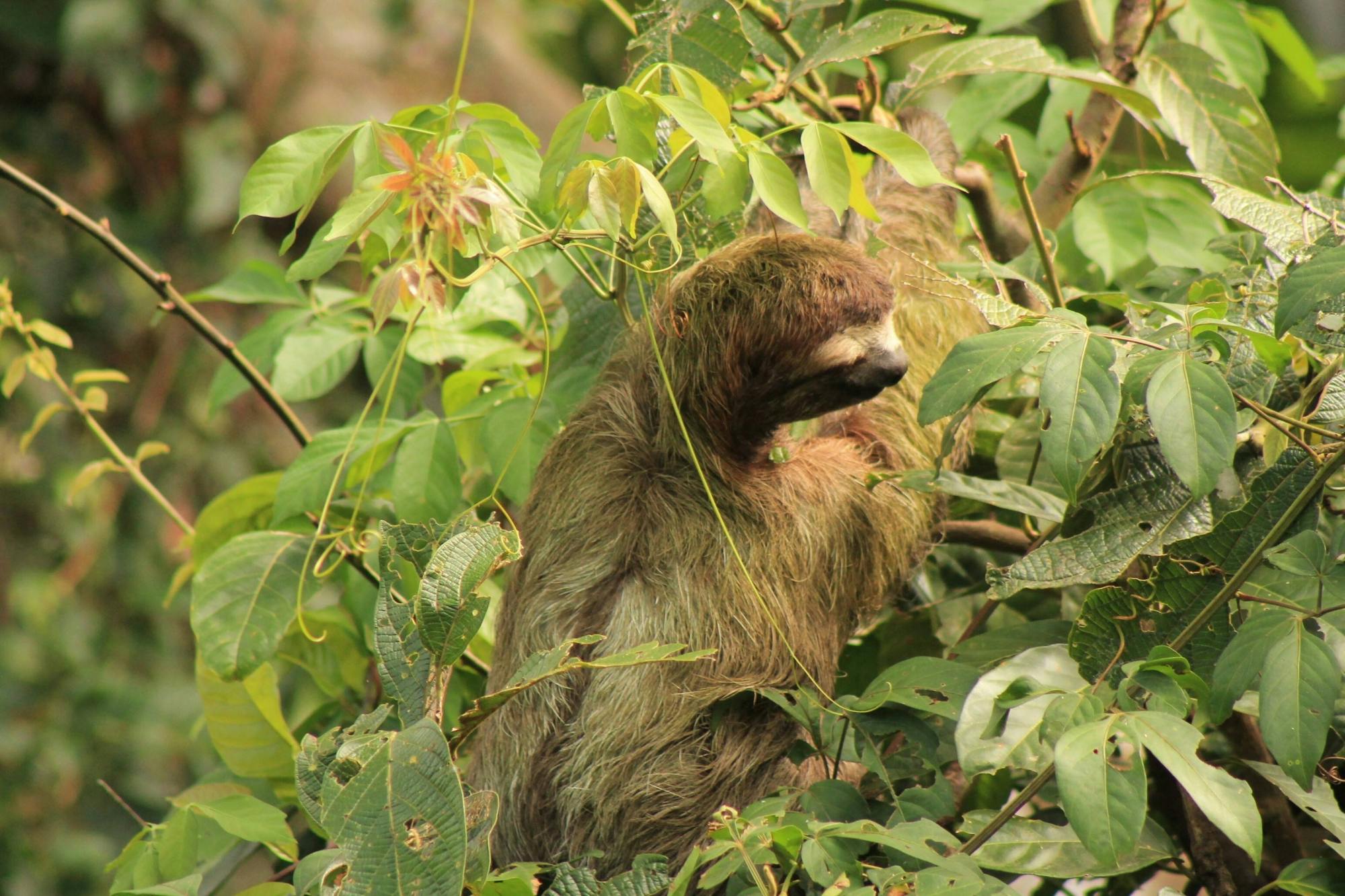 Manuel Antonio National Park Tour