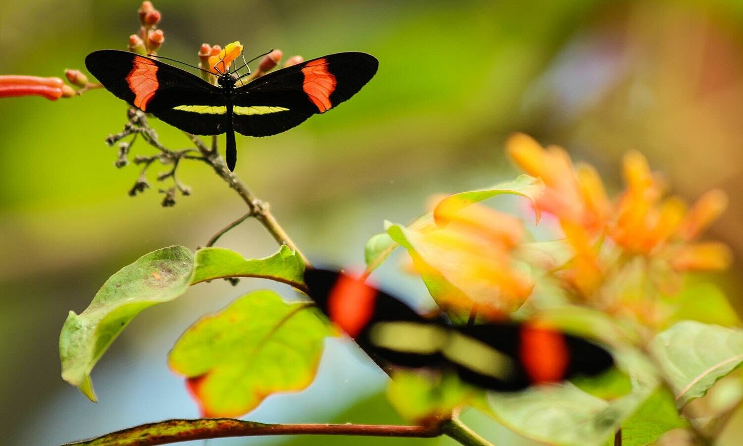 La Paz Waterfall Gardens Late Departure Tour