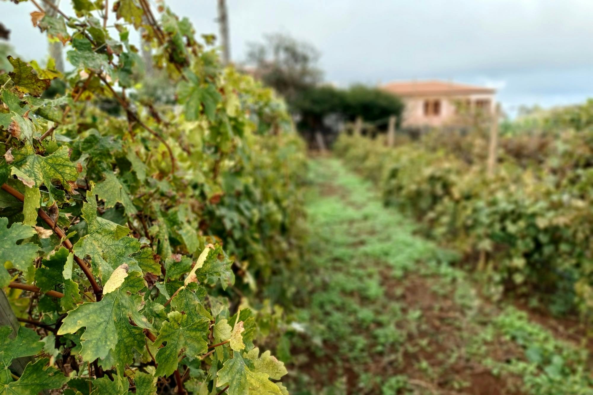 Tenerife Food and Wine Tasting Experience at Tegueste