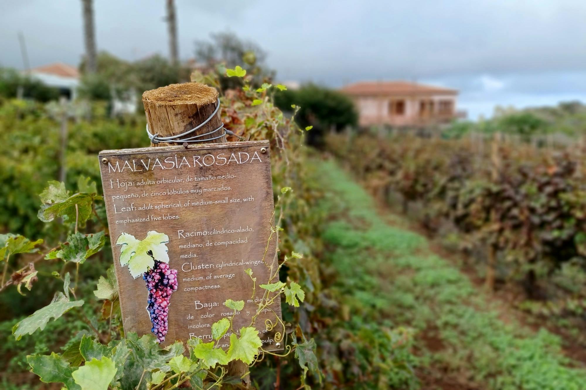 Tenerife Food and Wine Tasting Experience at Tegueste