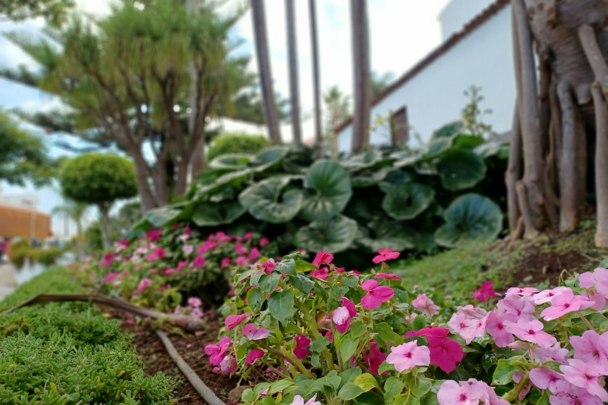 Tenerife Food and Wine Tasting Experience at Tegueste