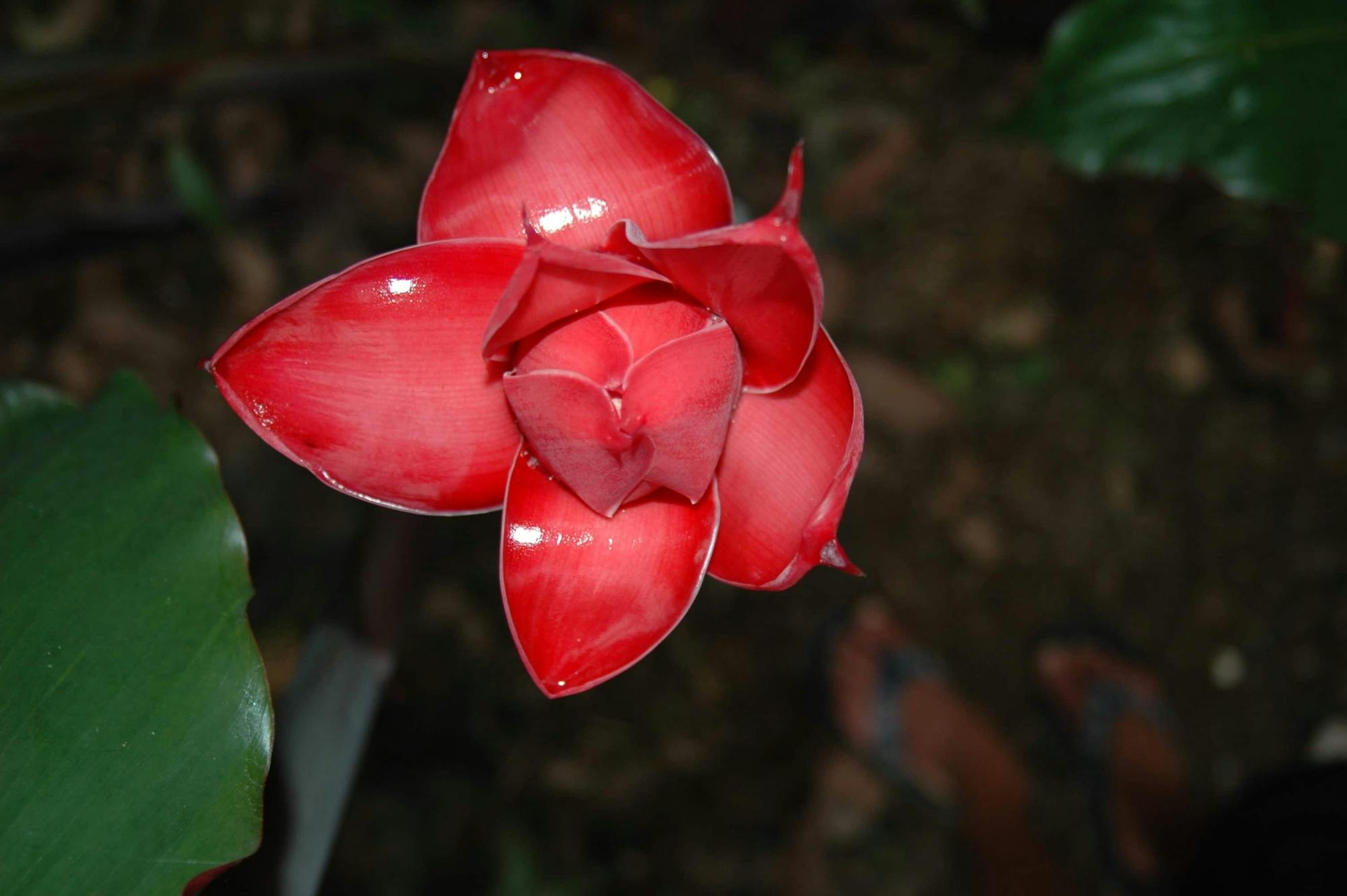 Manuel Antonio National Park Tour