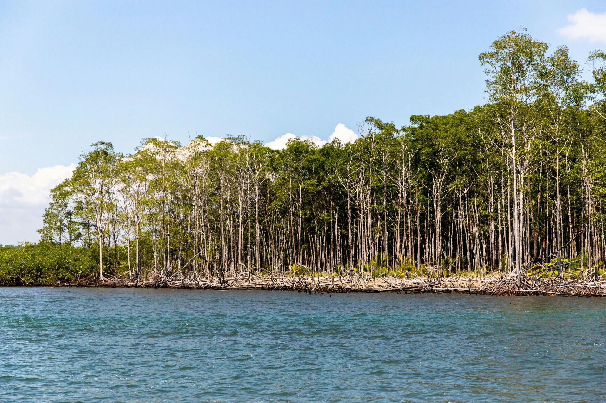 Damas Island Boat Tour