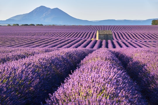 Luberon lavender fields guided tour with transport from Avignon