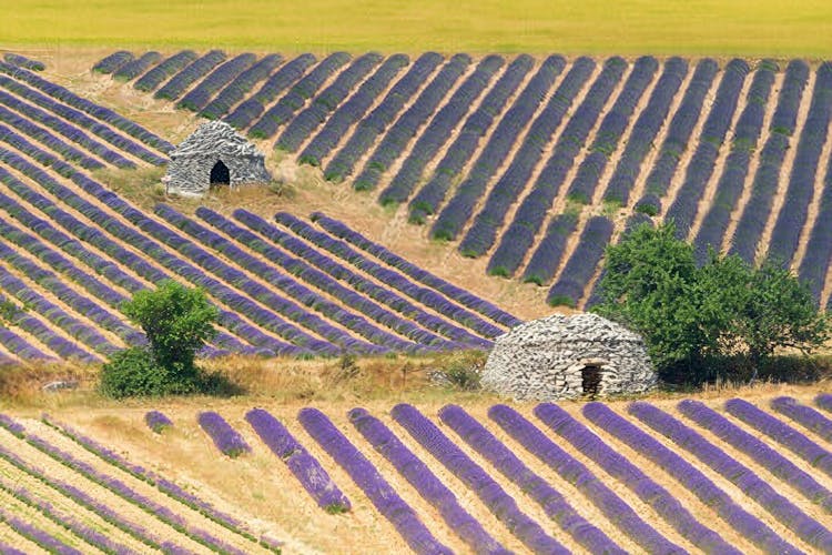 Sault lavender fields full-day guided tour from Avignon