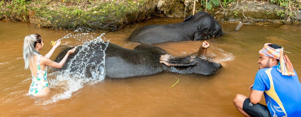 Halbtägiges Elefantenbaden im Welfare Center