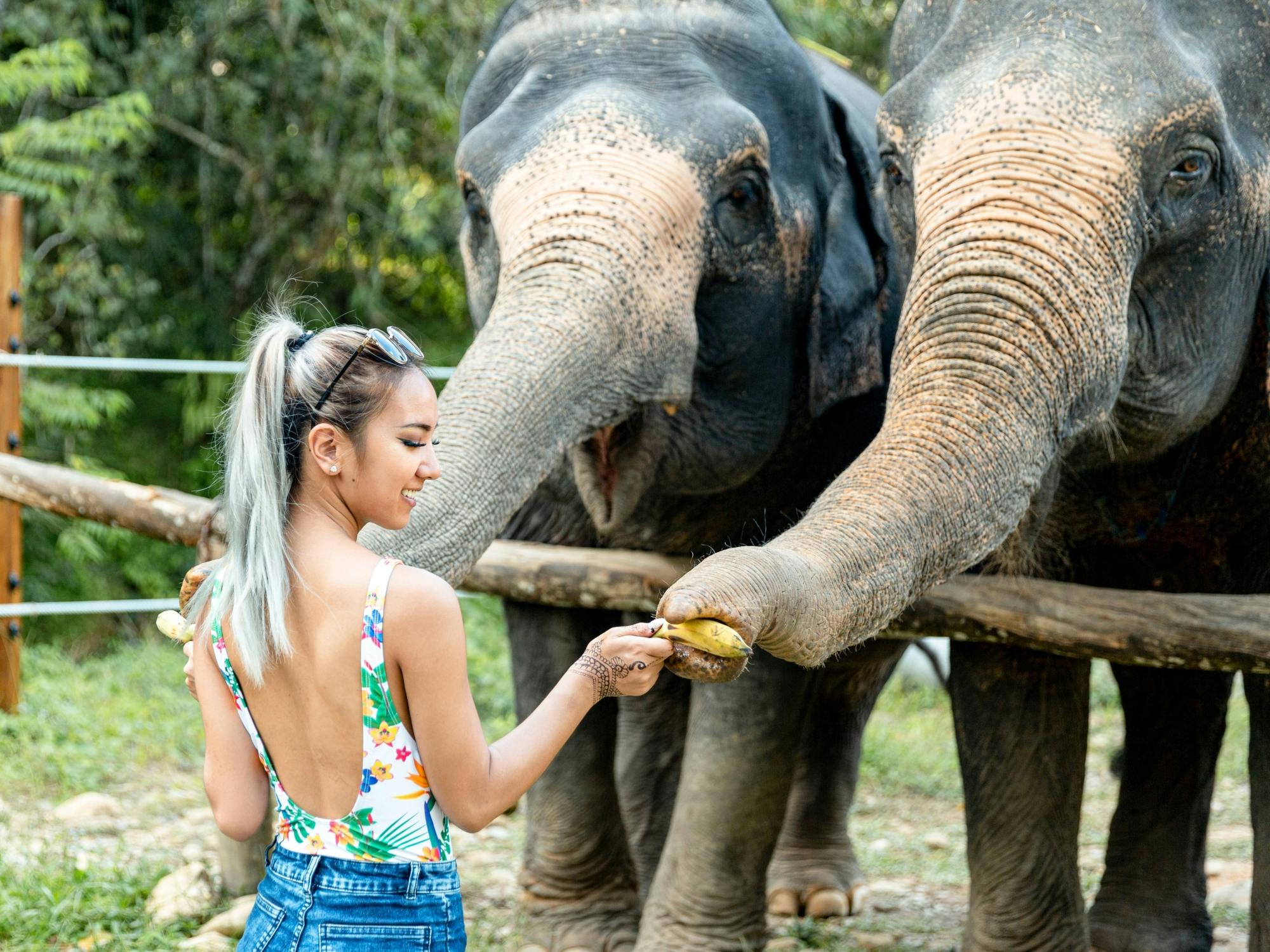 Half-Day Elephant Bathing at Welfare Center