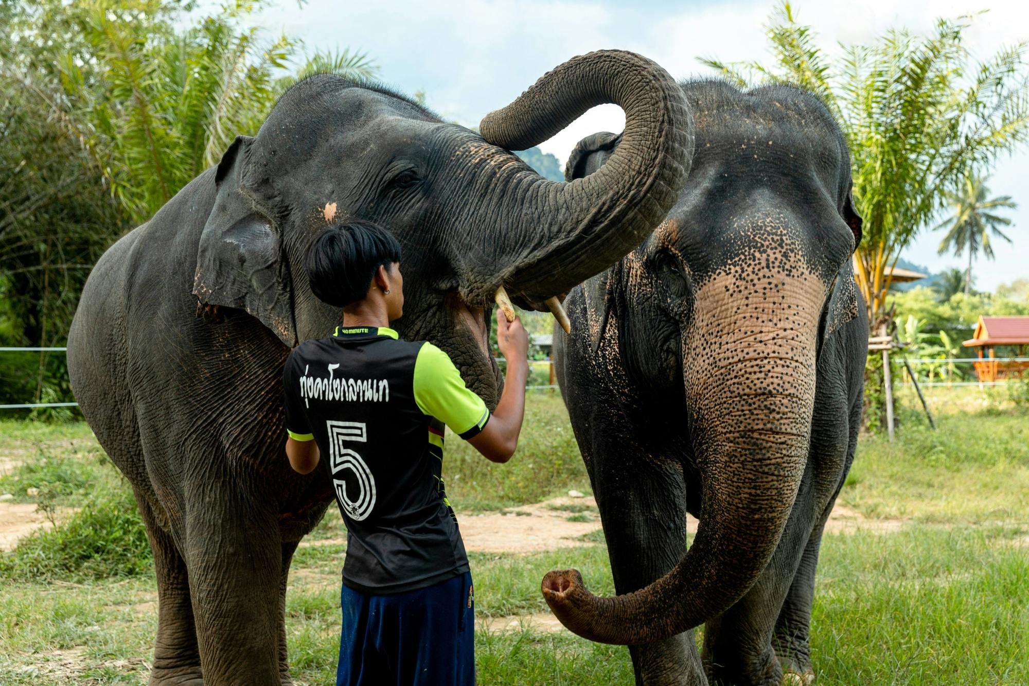 Half-Day Elephant Bathing at Welfare Center