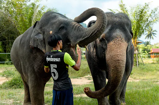 Half-Day Elephant Bathing at Welfare Center