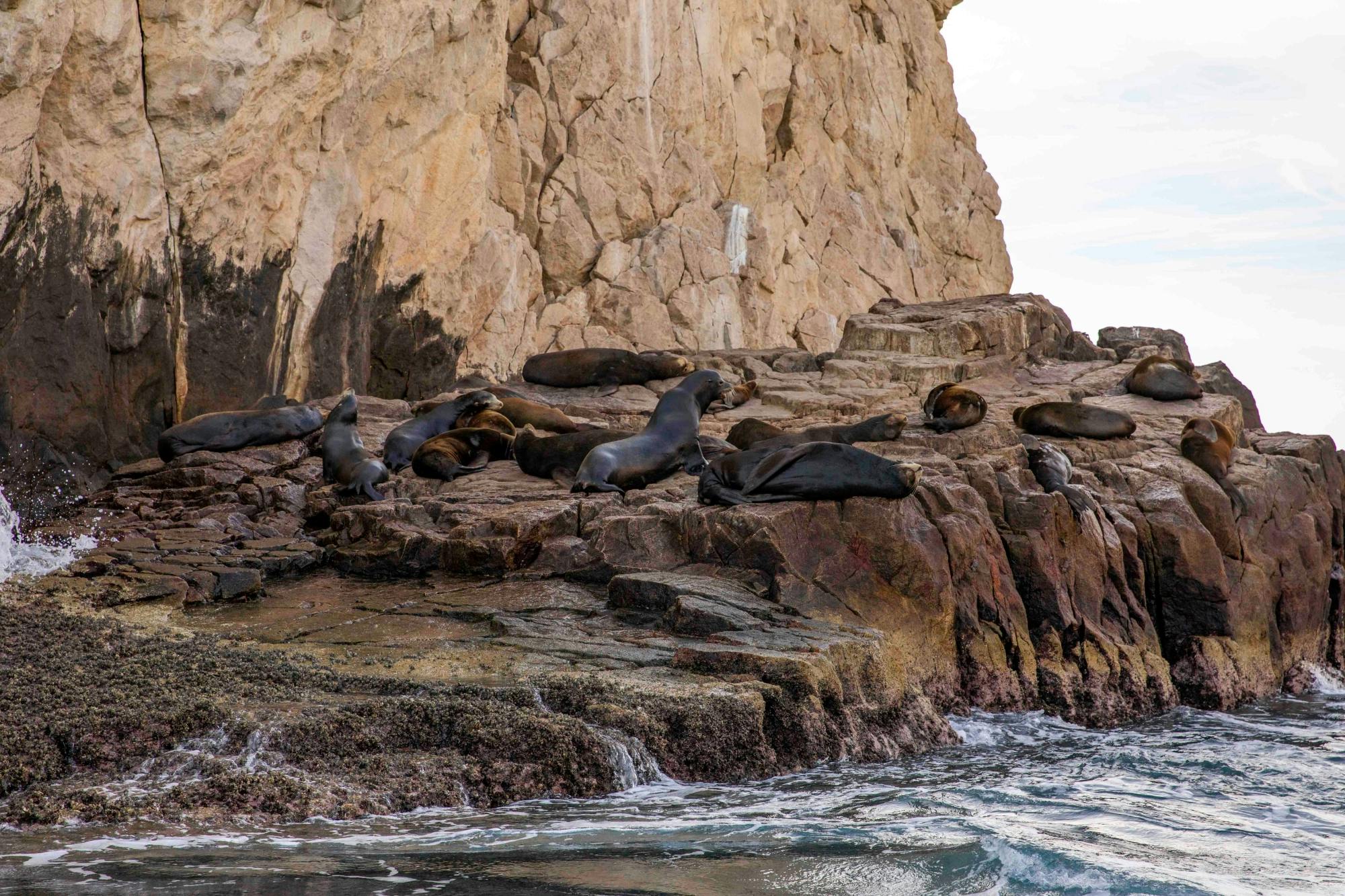 Los Cabos Premium Dinner Cruise and Show