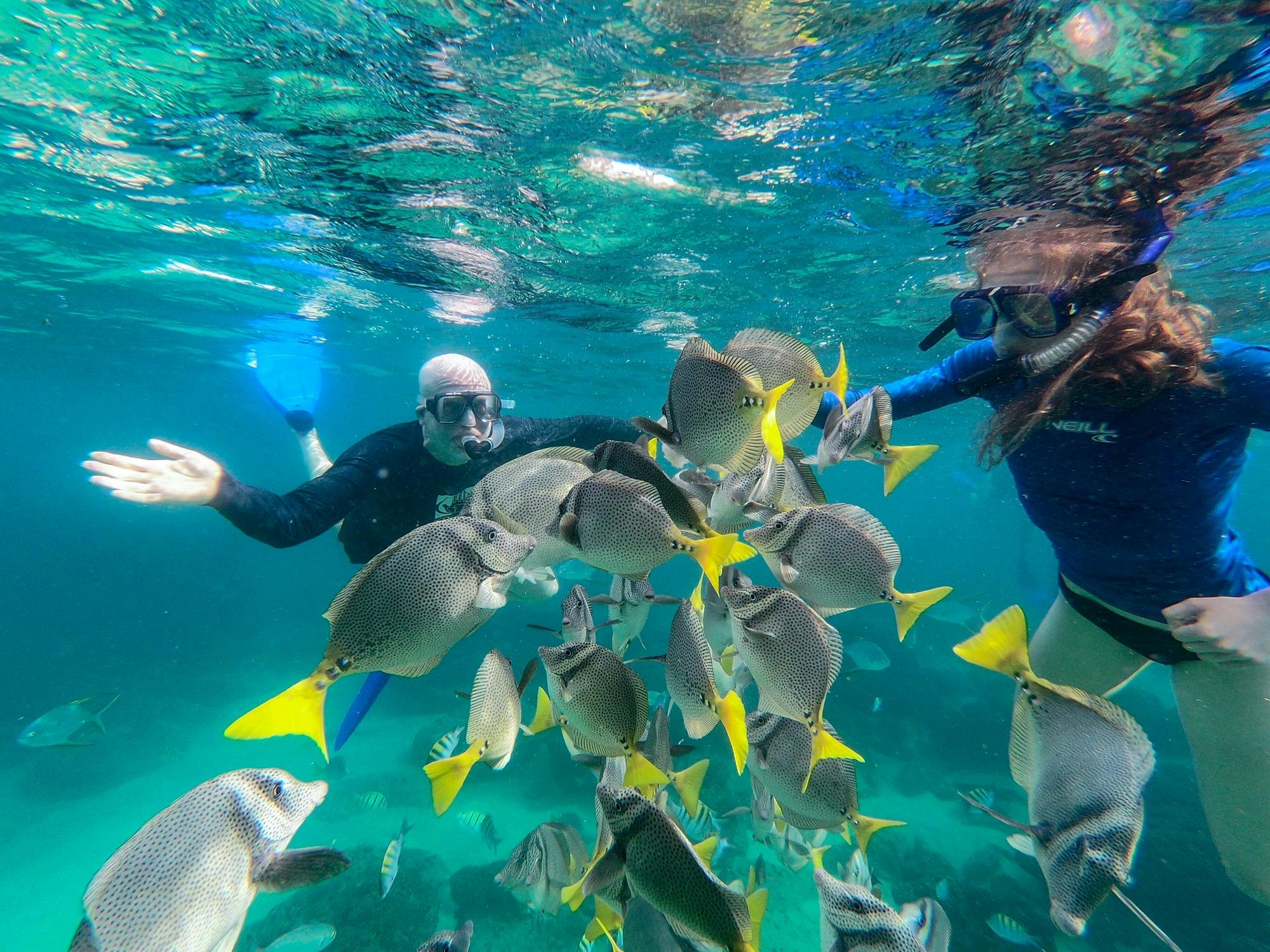 Sea of Cortez Snorkelling Boat Cruise