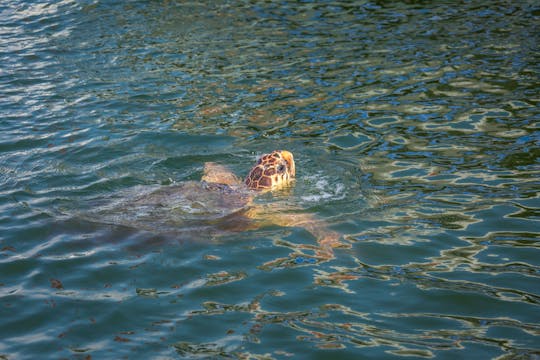 Kilpikonnien bongausta Marathonisin saarella ja Kerin niemimaalla
