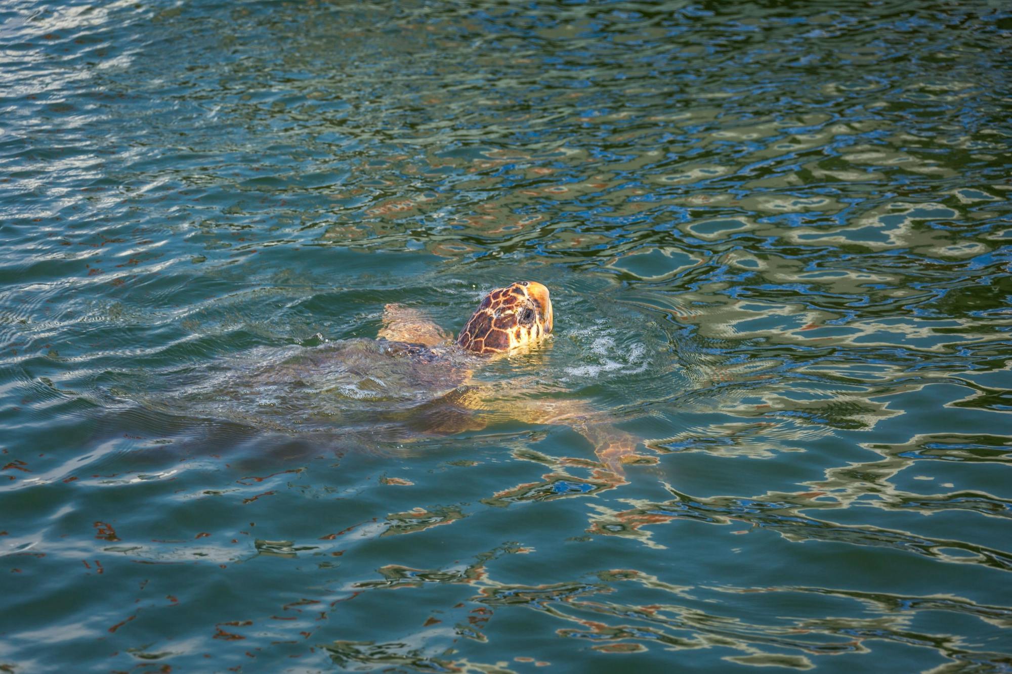 Schildpadden Boottocht bij Marathonisi en Keri Schiereiland