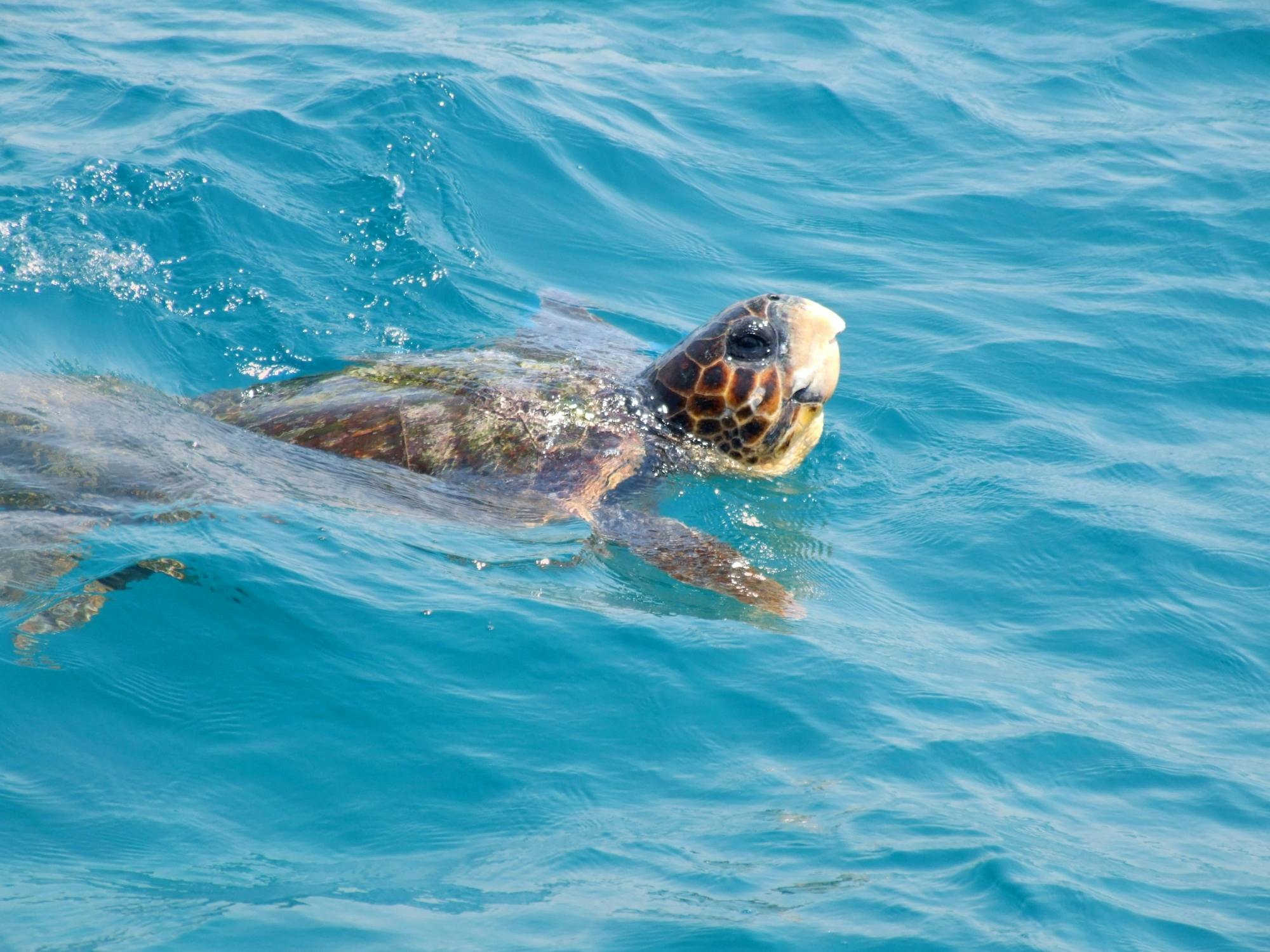 Turtle-spotting Cruise of Marathonisi Island and Keri Peninsula