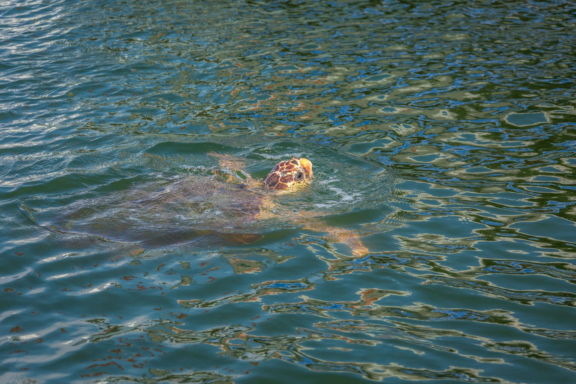 Turtle-spotting Cruise of Marathonisi Island and Keri Peninsula