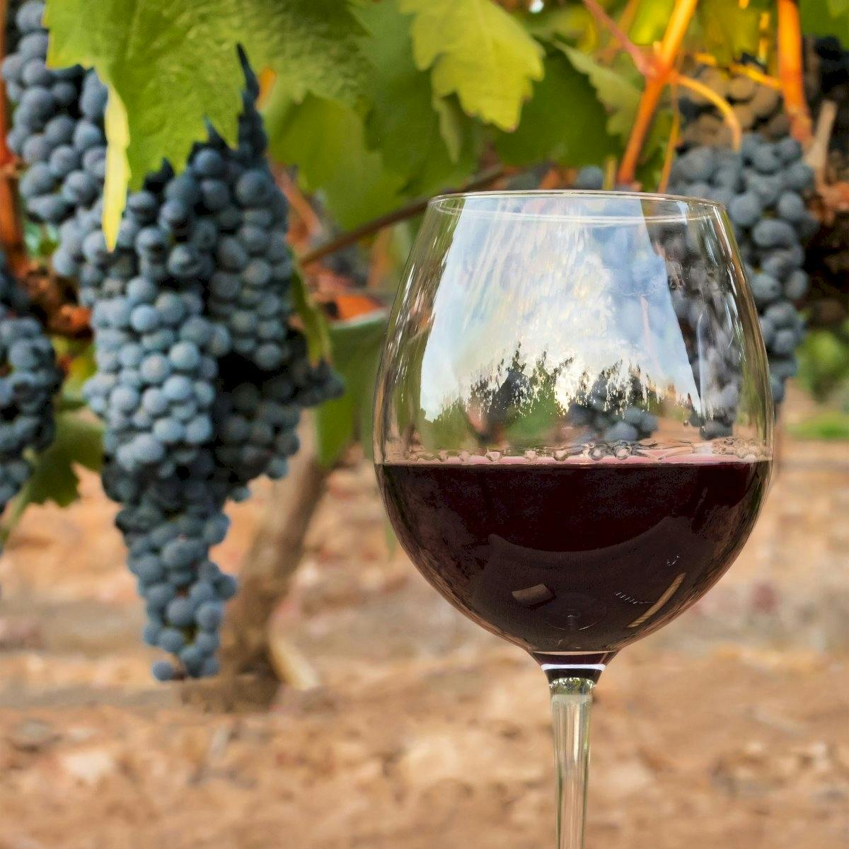 Dordogne private full day tour with wine tasting from Sarlat