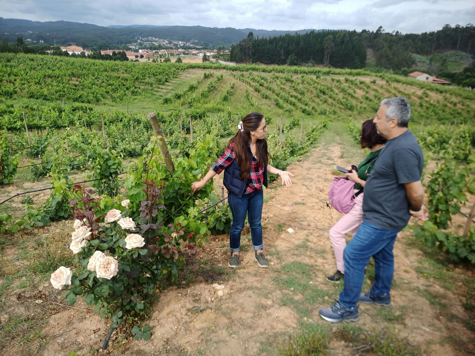 Excursão de dia inteiro ao Dão saindo de Coimbra com degustação de vinhos e almoço