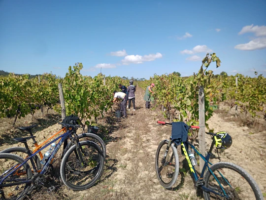 Bairrada vineyards bike tour with tastings from Coimbra