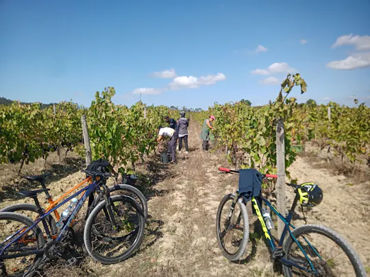 Bairrada vineyards bike tour with tastings from Coimbra