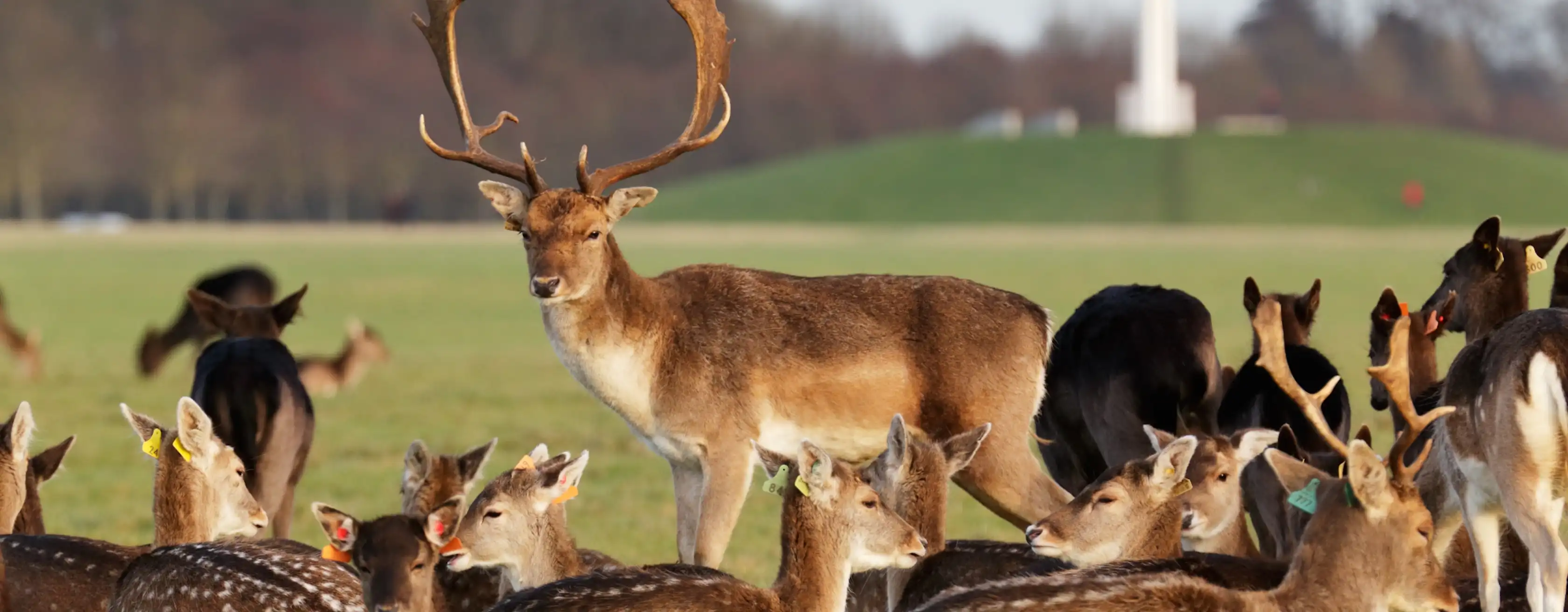 Phoenix Park: biglietti e visite guidate