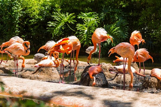 Entradas para el Zoo de Barcelona