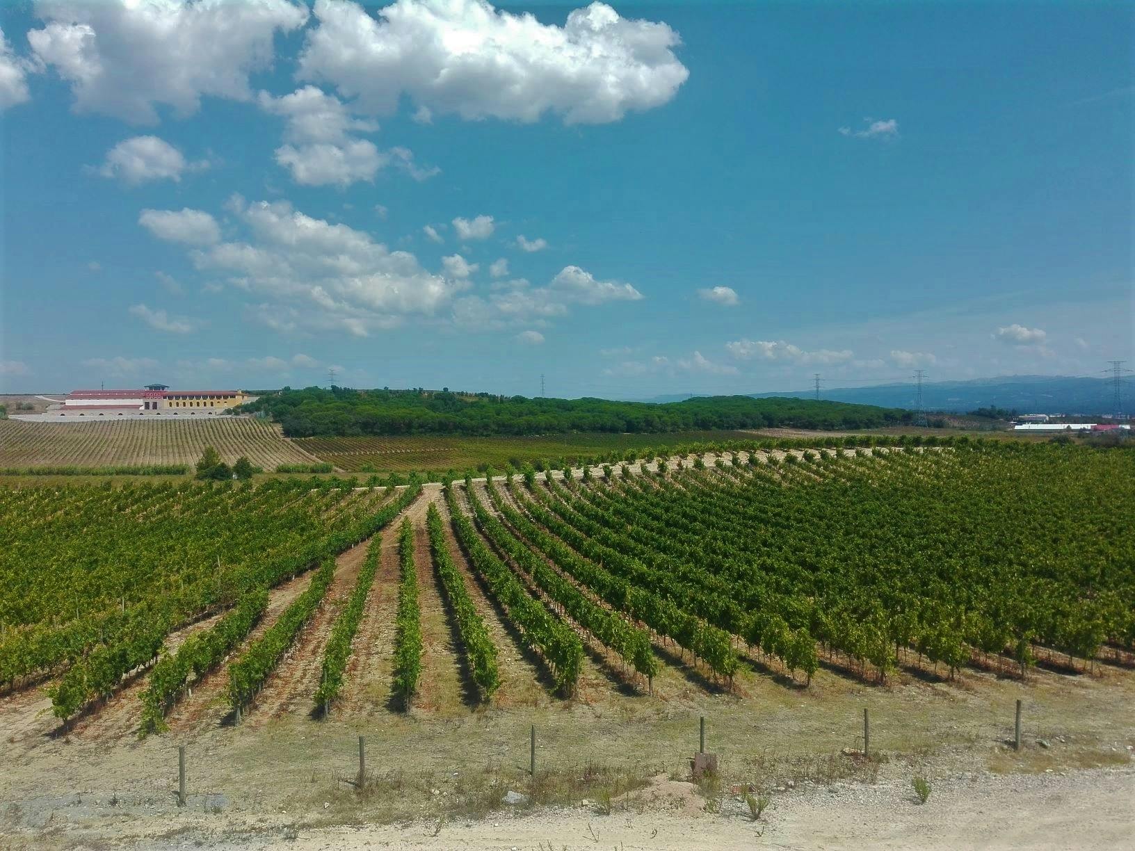 Experiencia en la ruta del vino Bairrada con degustación de vinos y almuerzo.