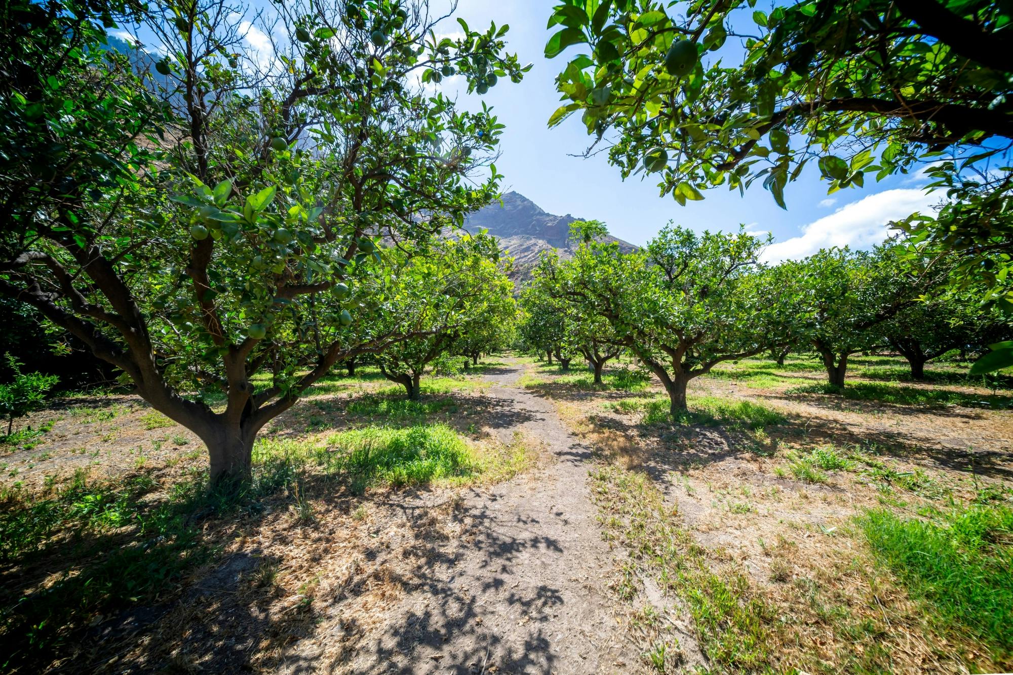 Tastes of Gran Canaria Tour