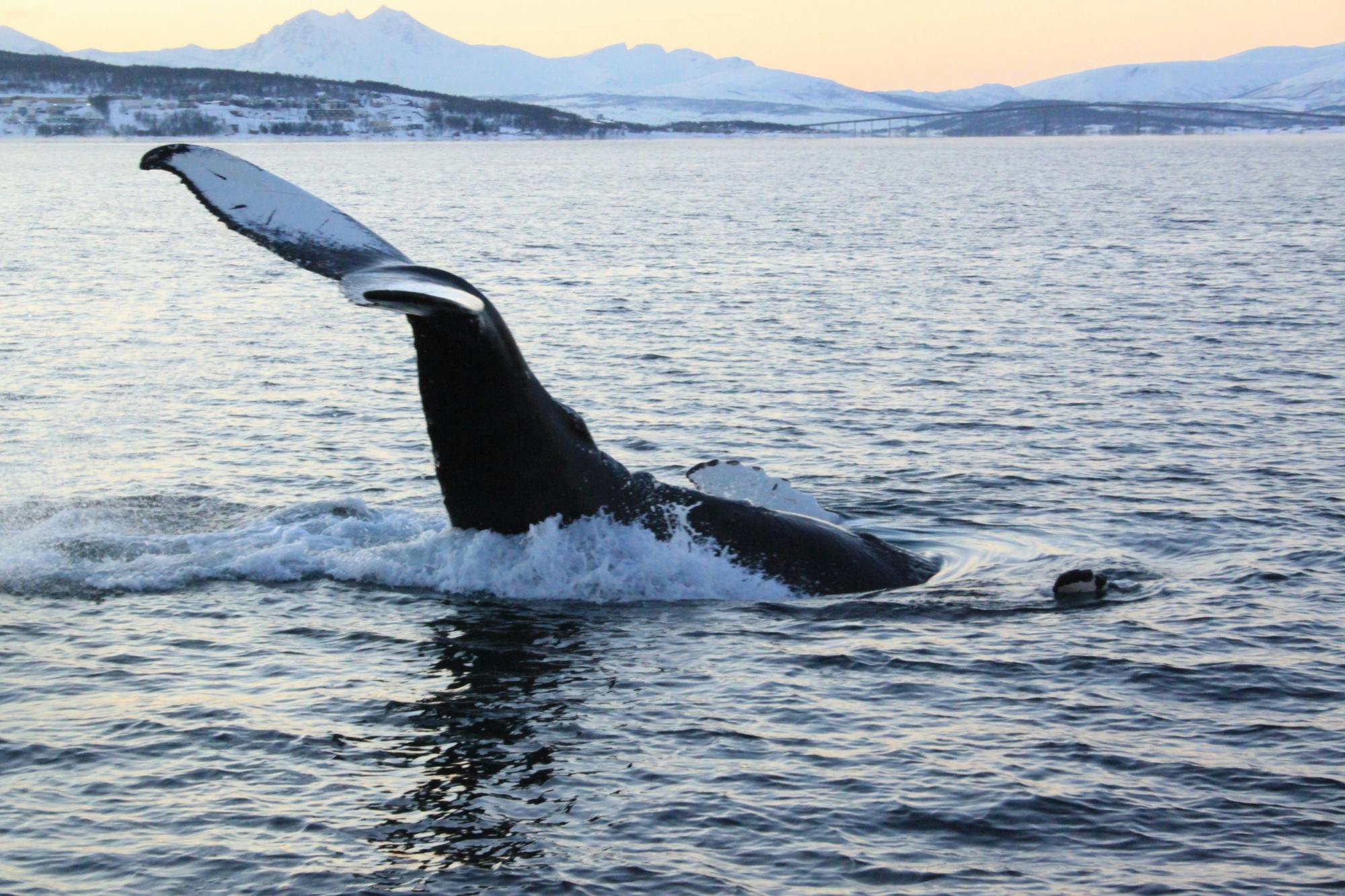 Poolwalvissafari vanuit Tromso per boot