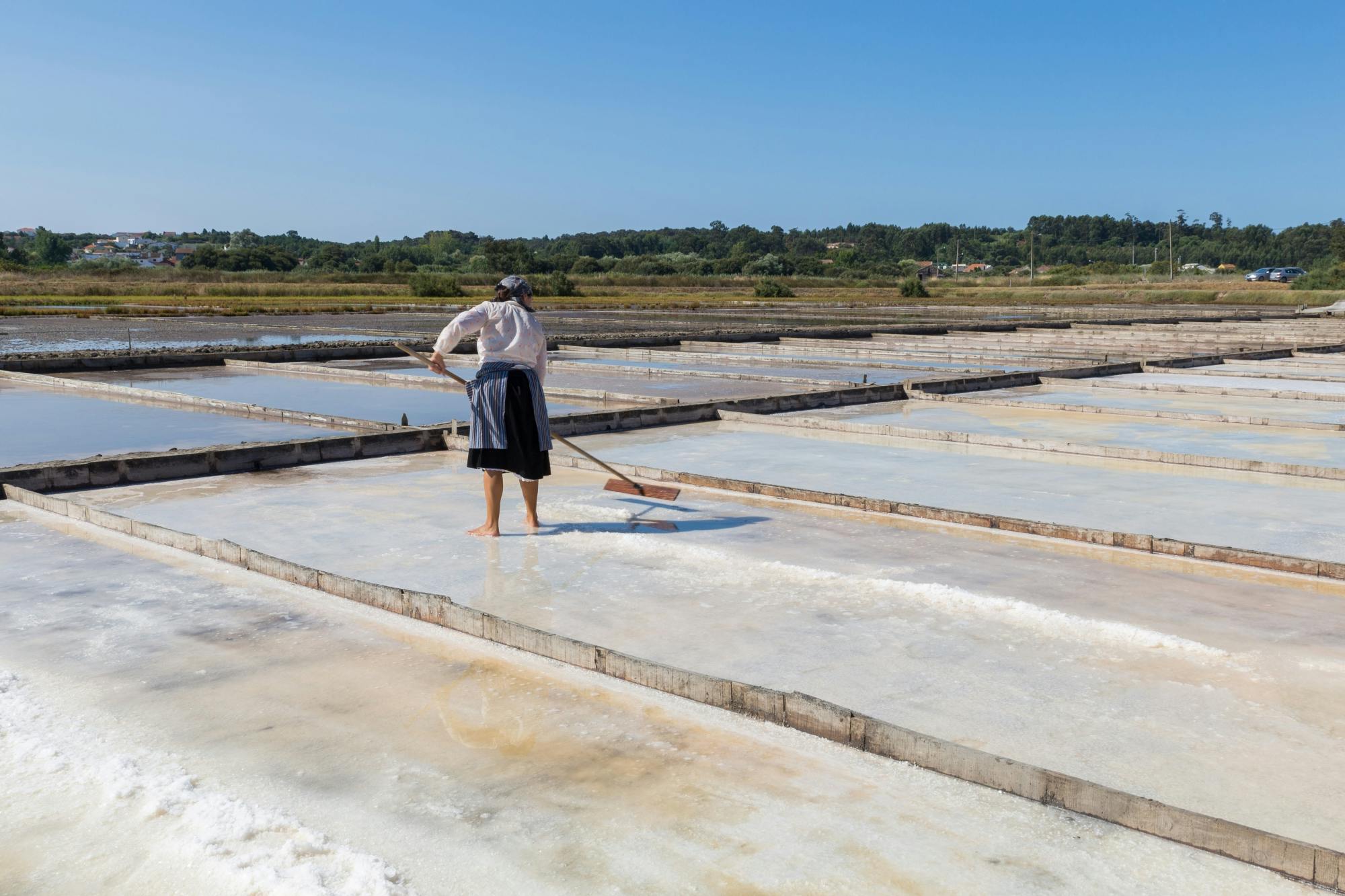 Figueira da Foz rice paddies and saline pans excursion from Coimbra Musement