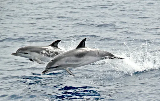 Jandia Dolphin Watching Cruise
