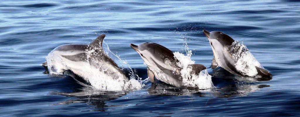 Croisière d'observation des dauphins à Jandia