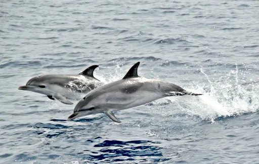 Jandia Dolphin Watching Cruise
