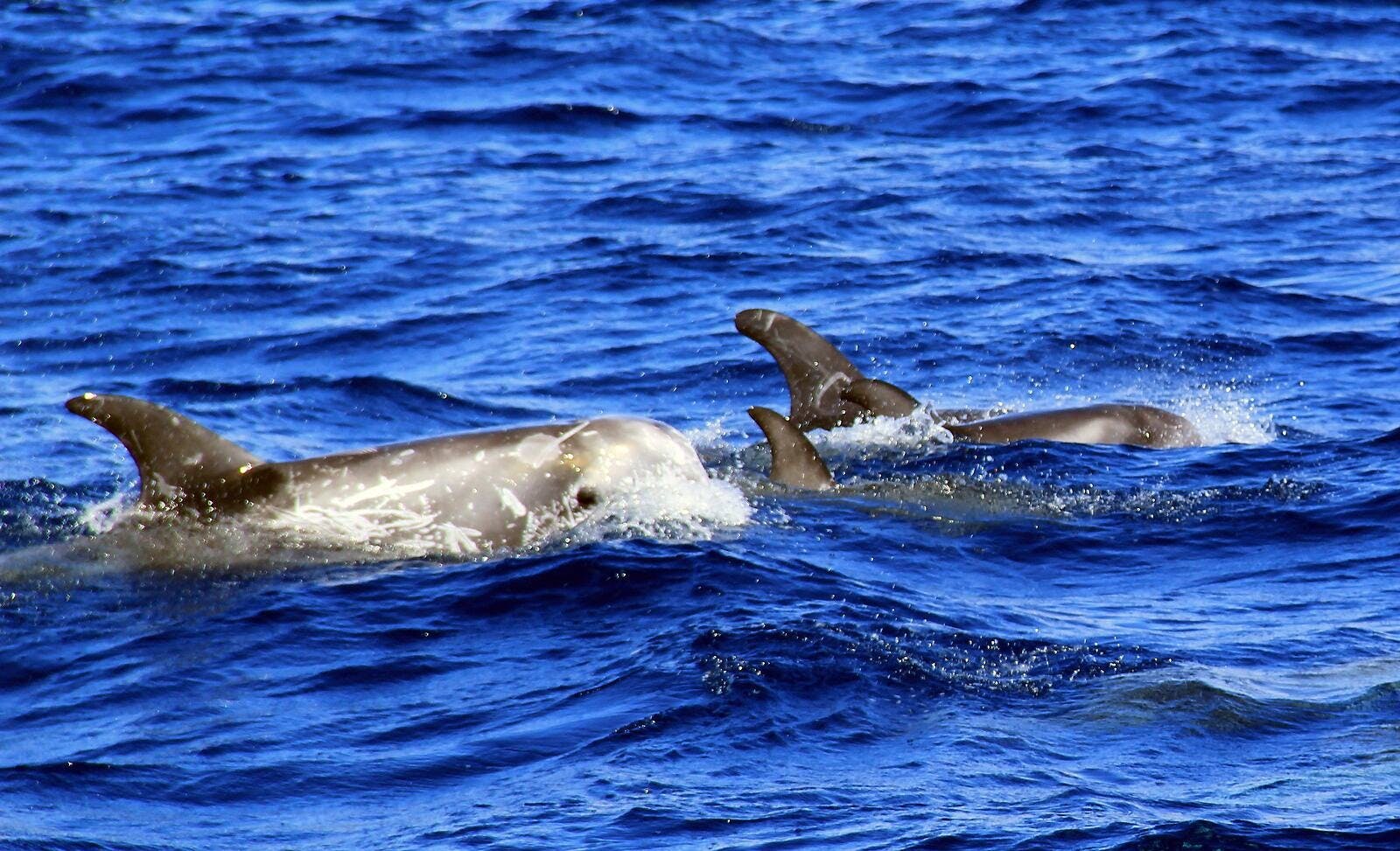 Jandia Dolphin Watching Cruise