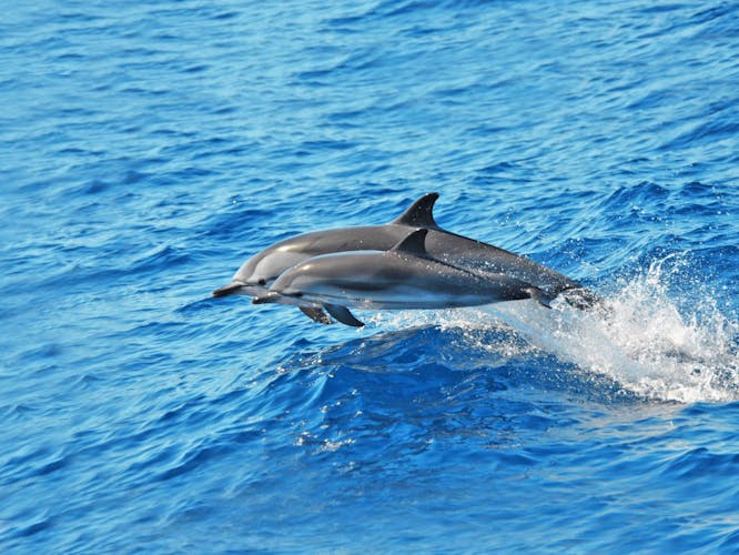 Jandia Dolphin Watching Cruise