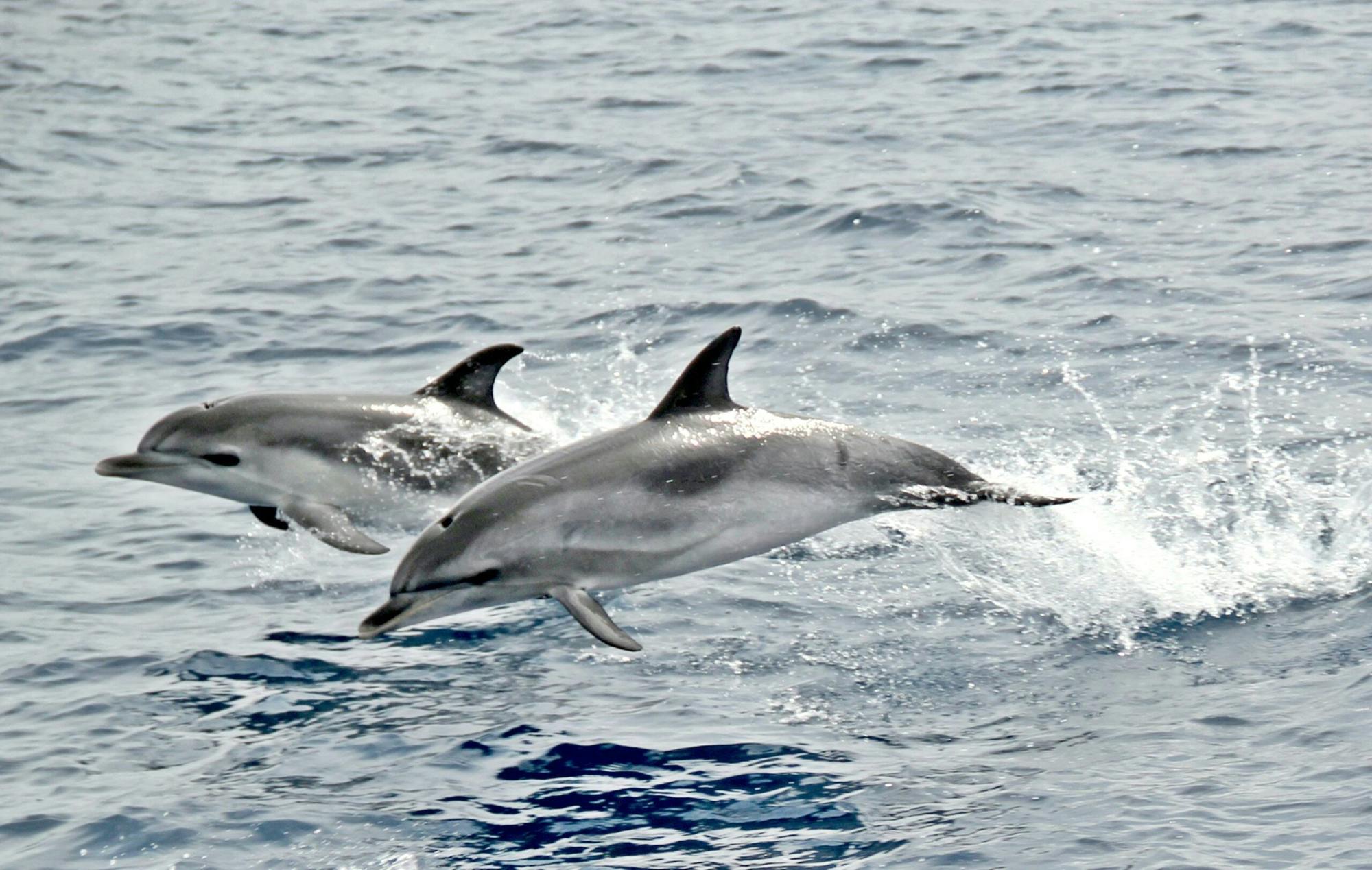 Jandia Dolphin Watching Cruise