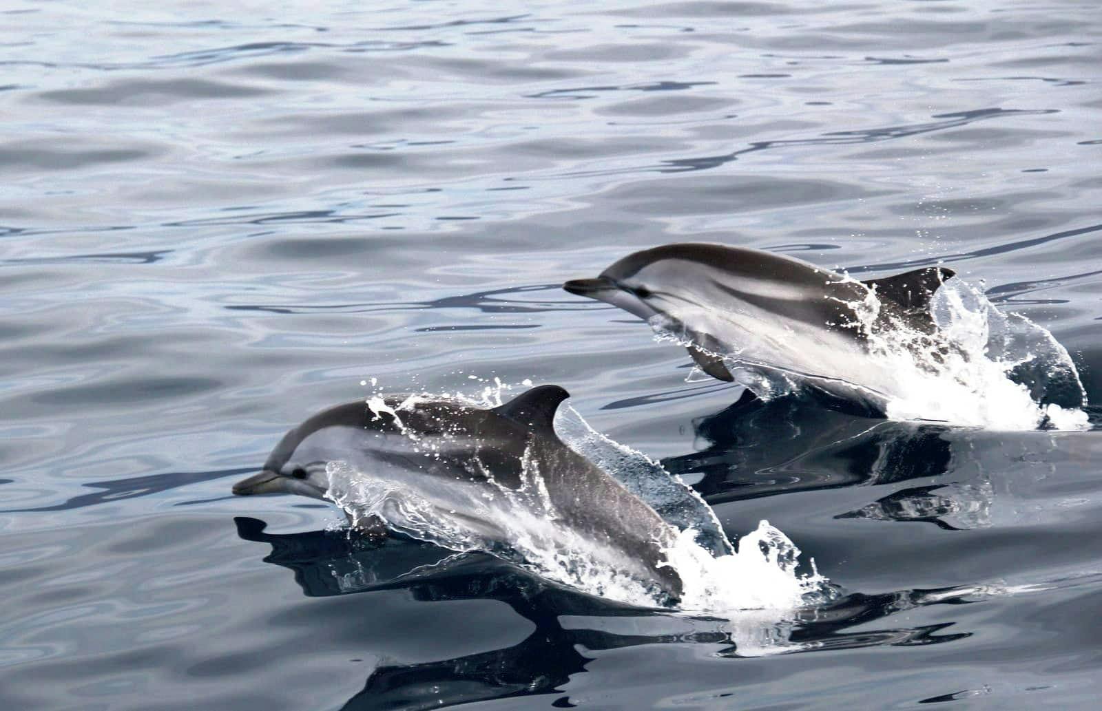 Jandia Dolphin Watching Cruise