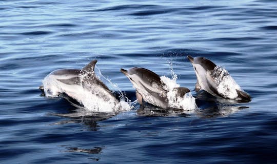Crucero de avistamiento de delfines en Jandía