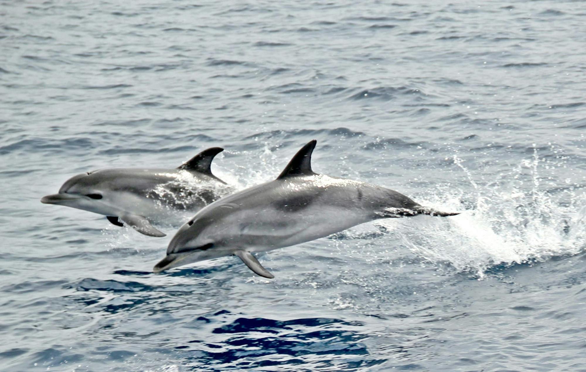 Jandia Dolphin Watching Cruise