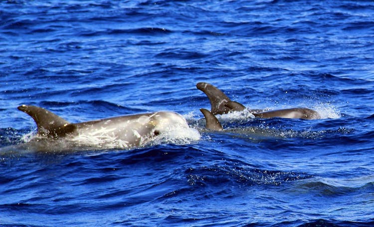 Jandia Dolphin Watching Cruise