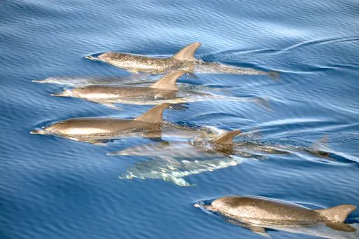 Jandia Dolphin Watching Cruise