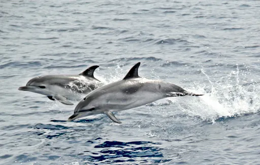 Jandia Dolphin Watching Cruise