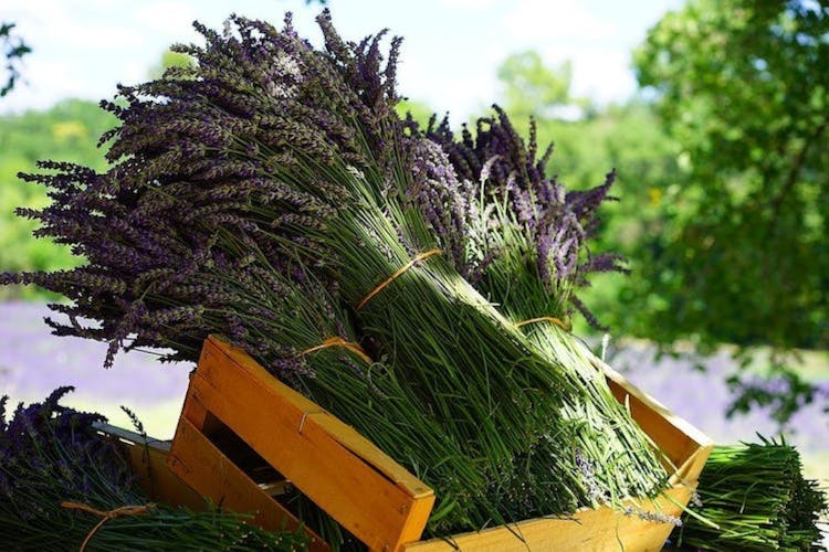 Lavender and Salda lake guided tour with lunch and pick-up